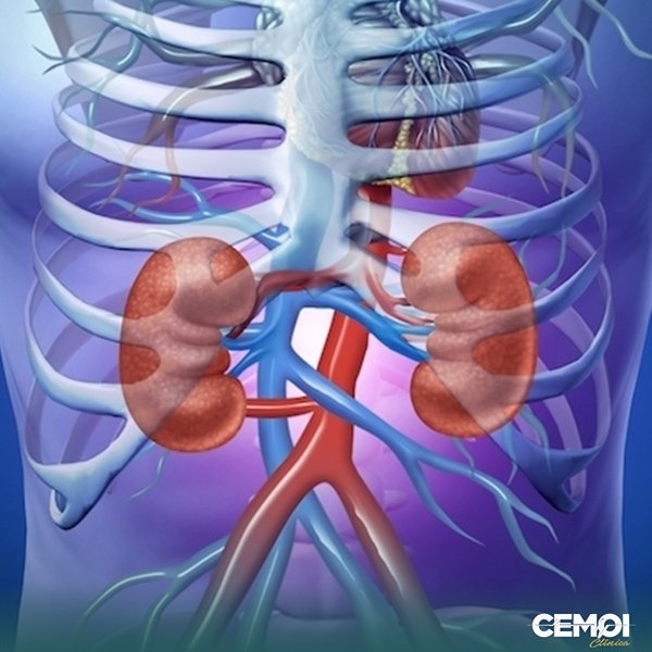 A Urologia é uma especialidade médica habilitada na prevenção e tratamento de doenças relacionadas ao sistema urinário (feminino e masculino – crianças e adultos) e do sistema reprodutor masculino. Compreende a bexiga, rins, ureteres, uretra, testículos, epidídimos, próstata, ductos deferentes, vesículas seminais e pênis.